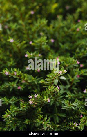 Kleine Blumen in einem Gartenbusch Stockfoto