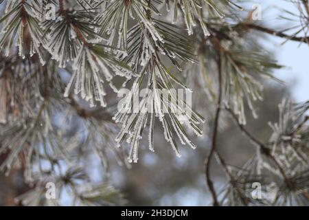 Ein grüner Zweig aus Kiefern unter dem Schnee im Bergwinter Stockfoto