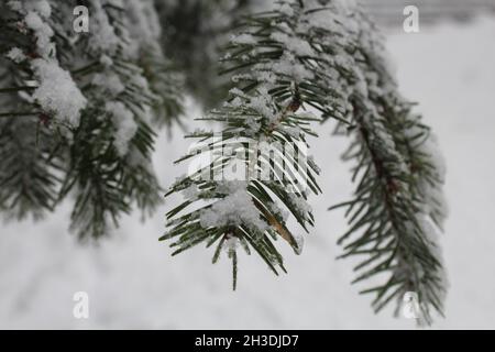 Die grünen Kiefernnadeln unter dem Schnee im Winter Stockfoto