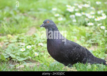 Der Pidgeon mit roten Augen steht still im Gras mit Blumen Stockfoto