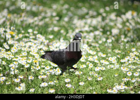 Die Taube steht still im Gras und blüht Stockfoto