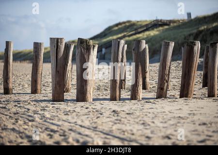 Baumstämme im Sand als Wasserschutz an einem Strand in Domburg, Niederlande Stockfoto