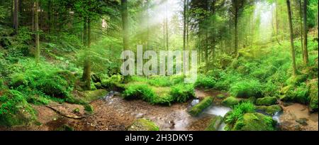 Panorama Waldlandschaft mit Lichtstrahlen, die durch Nebel fallen, üppiges grünes Laub und einem Bach mit ruhigem klarem Wasser Stockfoto