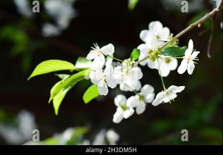 Schöne weiße Kirschblüten. Blühender Kirschbaum im Frühling. Stockfoto