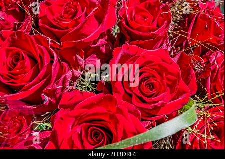 Strauß roter Rosen; Strauß roter Rosen Stockfoto