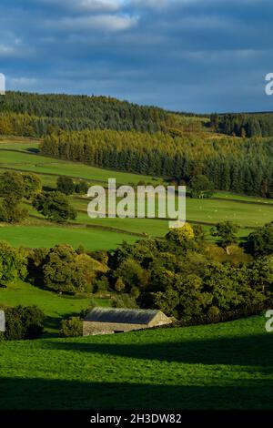 Schöne sonnige Landschaft in Wharfedale (Wald- oder Waldbäume an Talhängen, Ackerland, Grasland, blauer Himmel) - Yorkshire Dales, England, Großbritannien. Stockfoto