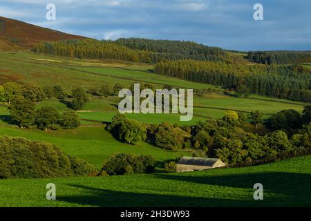 Wunderschöne sonnige Landschaft in Wharfedale (Waldbäume am Talhang, Ackerland, Grasland, Hochmoore, blauer Himmel) - Yorkshire Dales, England. Stockfoto