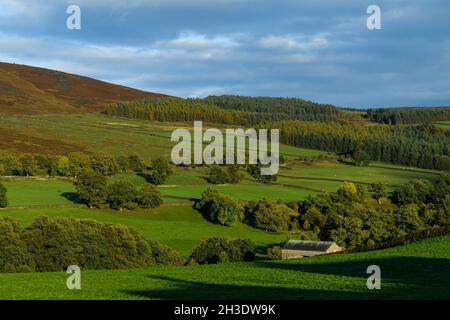 Wunderschöne sonnige Landschaft in Wharfedale (Waldbäume am Talhang, Ackerland, Grasland, Hochmoore, blauer Himmel) - Yorkshire Dales, England. Stockfoto
