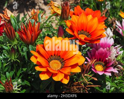 Bunte Gazania linearis Blumen. Ornamental blühende Pflanze in der Familie der Asteraceae. Sie produzieren große attraktive Gänseblümchen-ähnliche zusammengesetzte Blütenköpfe Stockfoto