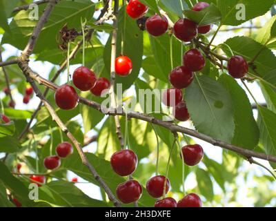 Reife rote Beeren hängen an den Zweigen eines Obstbaums. Reife Kirschen. Stockfoto