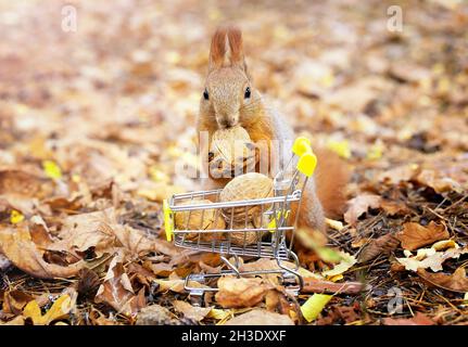 Nahaufnahme eines roten Eichhörnchens, das eine Nuss aus einem kleinen Einkaufswagen voller Walnüsse vor einem verschwommenen Laubhintergrund nimmt. Stockfoto