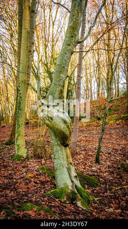 Ein breiter Blattbaum mit einer Knotenverdrehung und Initialen, die in einem Herbstwald auf seinen Stamm geschnitzt wurden Stockfoto