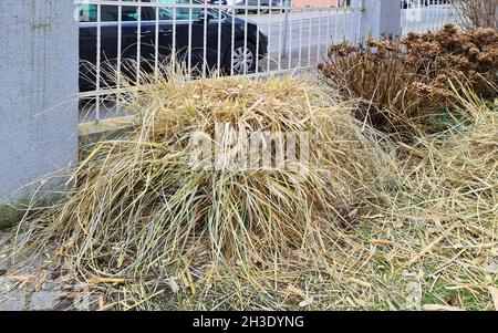 Weißes Pampagras (Cortaderia selloana), im Winter geschnitten Stockfoto