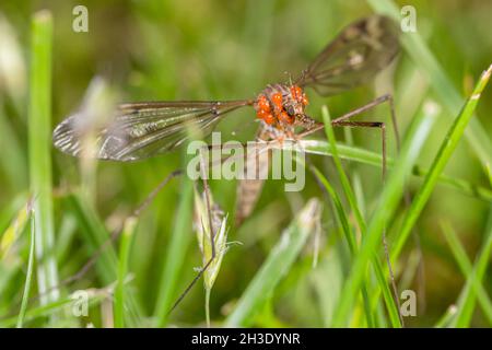 Kohl, Braune Dardy-Long-Legs (Tipula oleracea), sitzt auf Gras mit Milben bedeckt, Deutschland Stockfoto