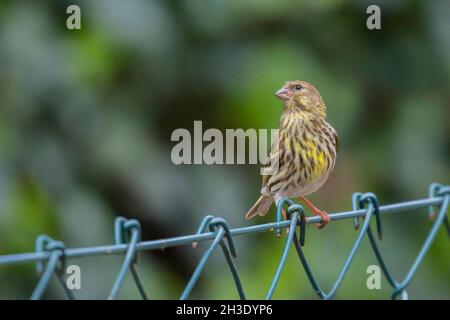 Europäische Serin (Serinus serinus), Weibchen, die auf einem Drahtgeflecht-Zaun stehen, Deutschland Stockfoto