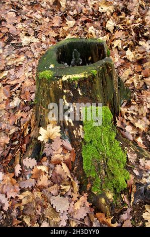 Grünes Moos wächst auf einem alten Stamm mit Blättern herum, Herbstsaison. Herbststimmung. Moos auf einem Baumstumpf. Schöner Wald in der Natur. Stockfoto