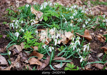 Schneeglöckchen oder gewöhnliche Schneeglöckchen (Galanthus nivalis) blühen. Schneeglöckchen im Wald in freier Wildbahn im Frühling blüht. Stockfoto