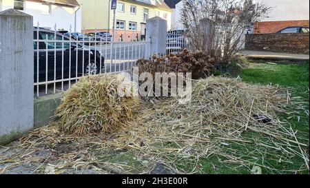 Weißes Pampagras (Cortaderia selloana), im Winter geschnitten Stockfoto