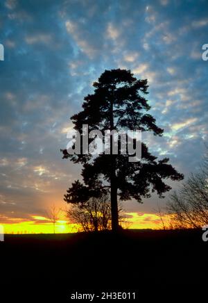 Schottische Kiefer, Schottische Kiefer (Pinus sylvestris), Silhouette einer Kiefer vor Sonnenuntergang, Deutschland, Bayern, Donautal Stockfoto