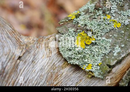 Gelbe Flechten auf der Rinde eines Baumes. Baumstamm von Flechten betroffen. Moos auf einem Ast. Strukturierte Holzoberfläche mit Flechten-Kolonie. Pilzökosystem Stockfoto