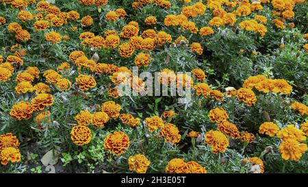 Ringelblume (Tagetes spec.), zweifarbige Ringelblumen Stockfoto