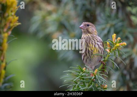 Europäische Serin (Serinus serinus), Weibchen auf einem Eibenzweig, Deutschland Stockfoto