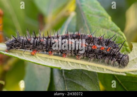 Camberwell Beauty (Nymphalis antiopa), Erwachsene Raupen, die auf einem Weidenblatt sonnenbaden, Deutschland Stockfoto