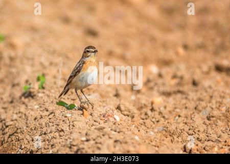 whinchat (Saxicola rubetra), auf dem Boden auf einem Feld, Deutschland Stockfoto