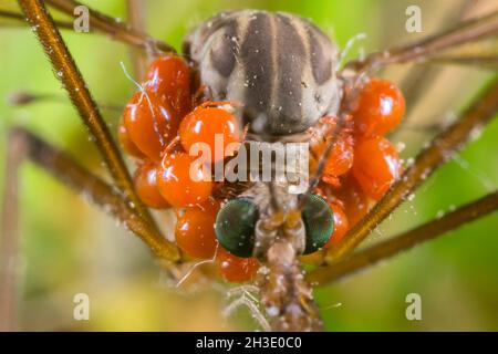 Kraut, Braune Dardy-Langbeine (Tipula oleracea), Nahaufnahme mit Milben, Deutschland Stockfoto