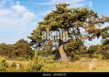 Schottische Kiefer, Schottische Kiefer (Pinus sylvestris), Kiefer mit gebogenem Stamm in Heide am Tuelsfelder Speichersee, Deutschland, Niedersachsen Stockfoto