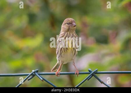 Europäische Serin (Serinus serinus), Weibchen, die auf einem Gartenzaun thront, sich ausdehnend, Deutschland Stockfoto