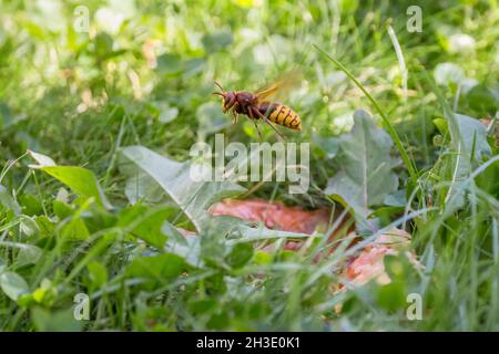 hornet, braune Hornisse, Europäische Hornisse (Vespa crabro), Fliegen über einen faulen Apfel auf einer Wiese, Deutschland Stockfoto