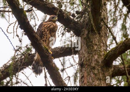 nördlicher Habicht (Accipiter gentilis), Juvenile thront auf dem Nistbaum mit vollen Krähen, Deutschland Stockfoto