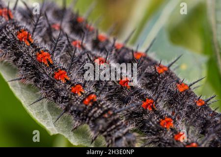 Camberwell Beauty (Nymphalis antiopa), Erwachsene Raupen, Detail, Deutschland Stockfoto