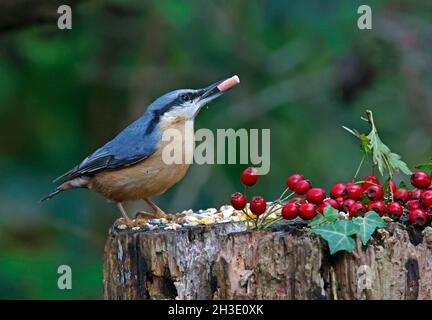 Nuthatch auf der Suche nach und Zwischenspeicherung von Lebensmitteln im Wald Stockfoto