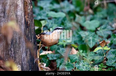 Nuthatch auf der Suche nach und Zwischenspeicherung von Lebensmitteln im Wald Stockfoto