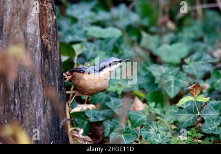 Nuthatch auf der Suche nach und Zwischenspeicherung von Lebensmitteln im Wald Stockfoto