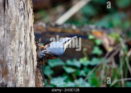 Nuthatch auf der Suche nach und Zwischenspeicherung von Lebensmitteln im Wald Stockfoto