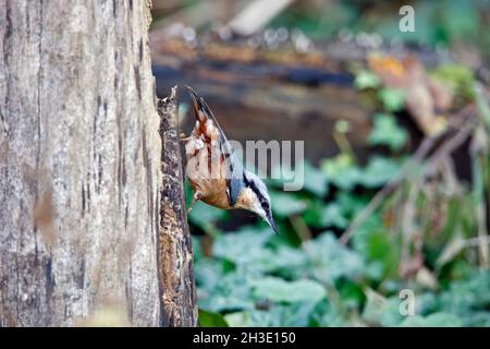 Nuthatch auf der Suche nach und Zwischenspeicherung von Lebensmitteln im Wald Stockfoto