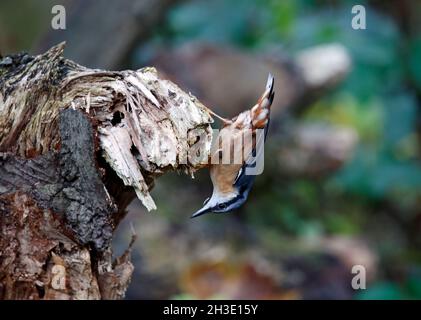 Nuthatch auf der Suche nach und Zwischenspeicherung von Lebensmitteln im Wald Stockfoto