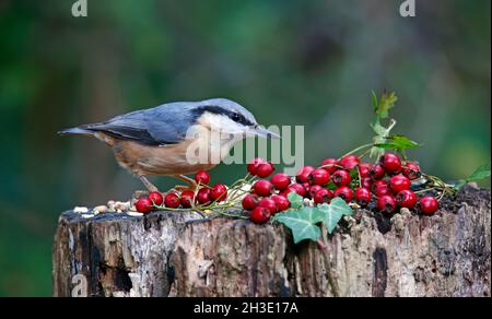 Nuthatch auf der Suche nach und Zwischenspeicherung von Lebensmitteln im Wald Stockfoto