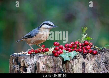 Nuthatch auf der Suche nach und Zwischenspeicherung von Lebensmitteln im Wald Stockfoto