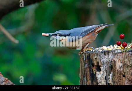 Nuthatch auf der Suche nach und Zwischenspeicherung von Lebensmitteln im Wald Stockfoto