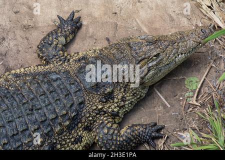 Draufsicht auf ein Krokodil, das auf dem Boden kriecht Stockfoto