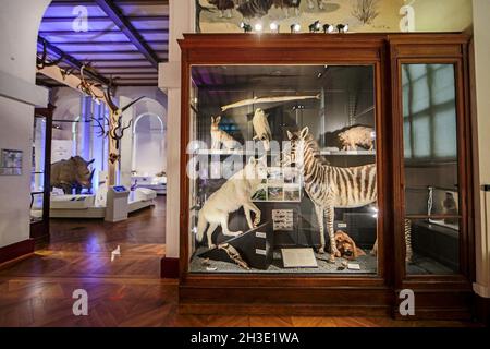 Portage Museum d'Histoire Naturelle,Palais Longchamp,Marseille : Innen Stockfoto