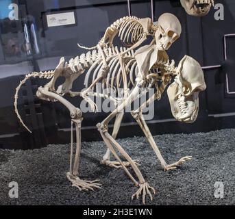 Reportage Museum d'Histoire Naturelle,Palais Longchamp,Marseille :Mutter Stockfoto