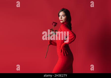 Elegante junge Frau im Kleid hält Rose, während sie mit der Hand auf der Hüfte auf rot steht Stockfoto