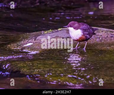 Der entzückende Dipper posiert in Northumberland Stream Stockfoto