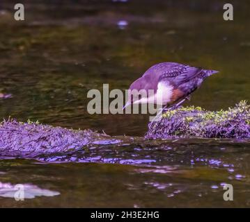 Der entzückende Dipper posiert in Northumberland Stream Stockfoto