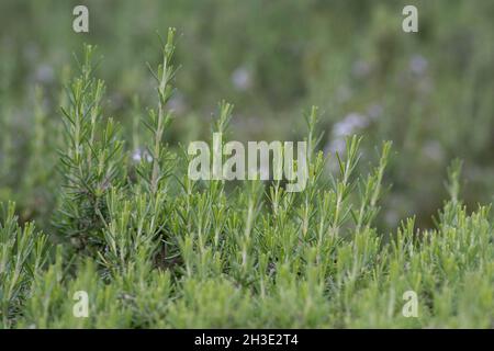 Nahaufnahme des Salvia rosmarinus, allgemein bekannt als Rosmarin, einem Strauch mit duftenden, immergrünen, nadelartigen Blättern, der im Mittelmeerraum beheimatet ist Stockfoto